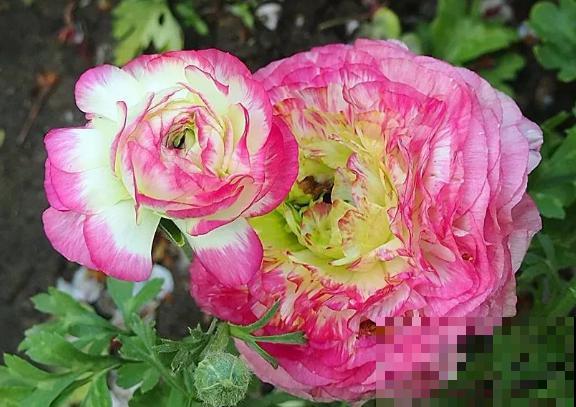 有种“芹菜花”，开花跟牡丹似的，花朵丰满又艳丽！
