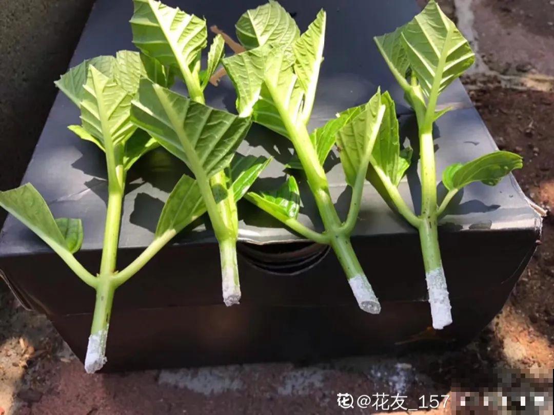 4月忙花事，修剪、扦插……现在做刚刚好！