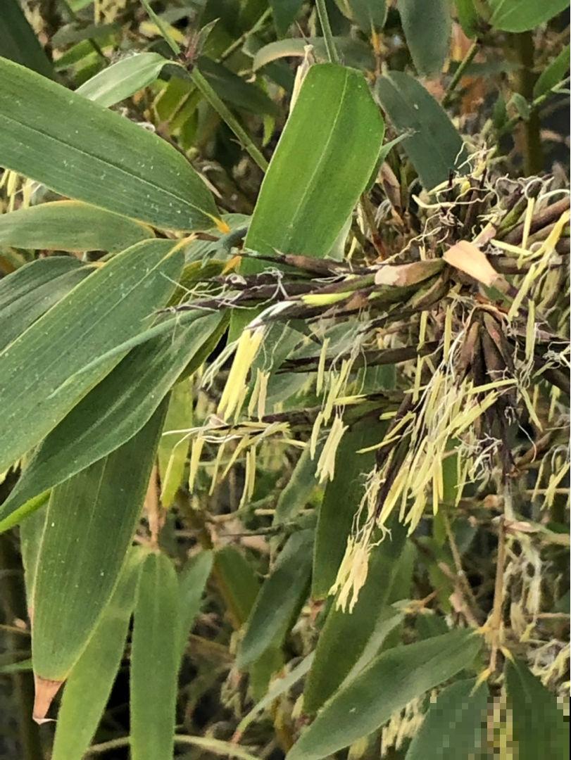 2种花，一旦开花就得剪，不然整棵植物死翘翘