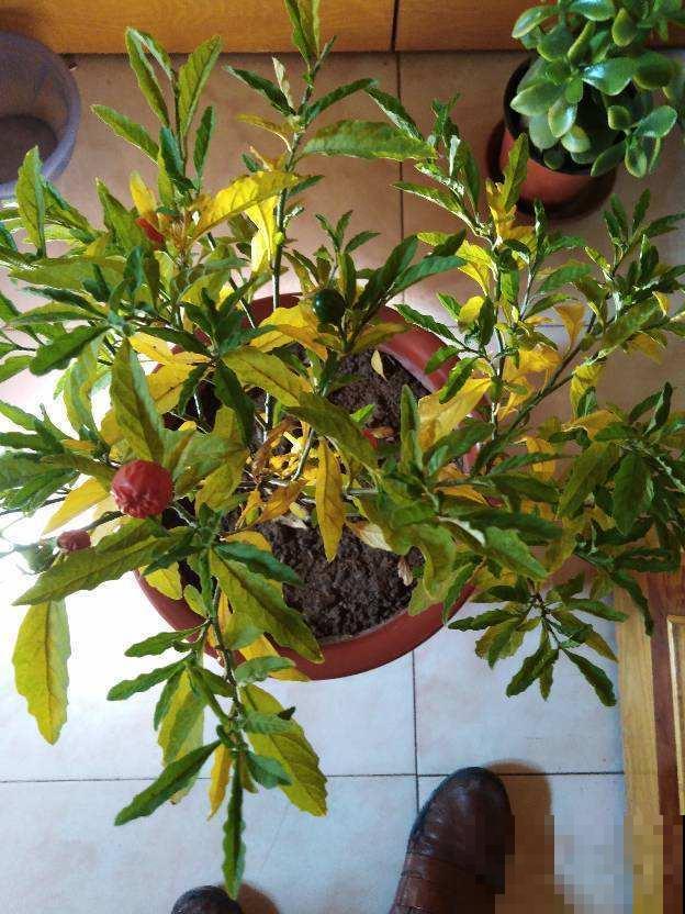 你家花经常掉叶子，有没有想过是浇水出问题？赶紧改了！