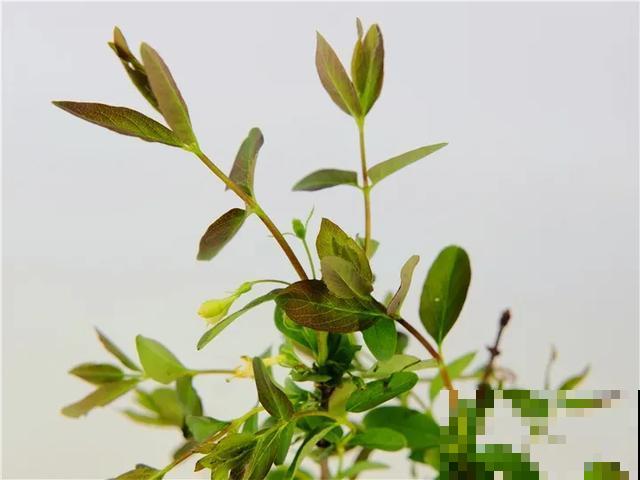 春天适合在家种果树，阳台上也能养，一棵能接满树果