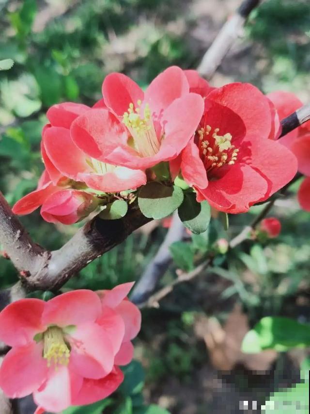 阳春三月，出门踏青，原来有这么多漂亮花！