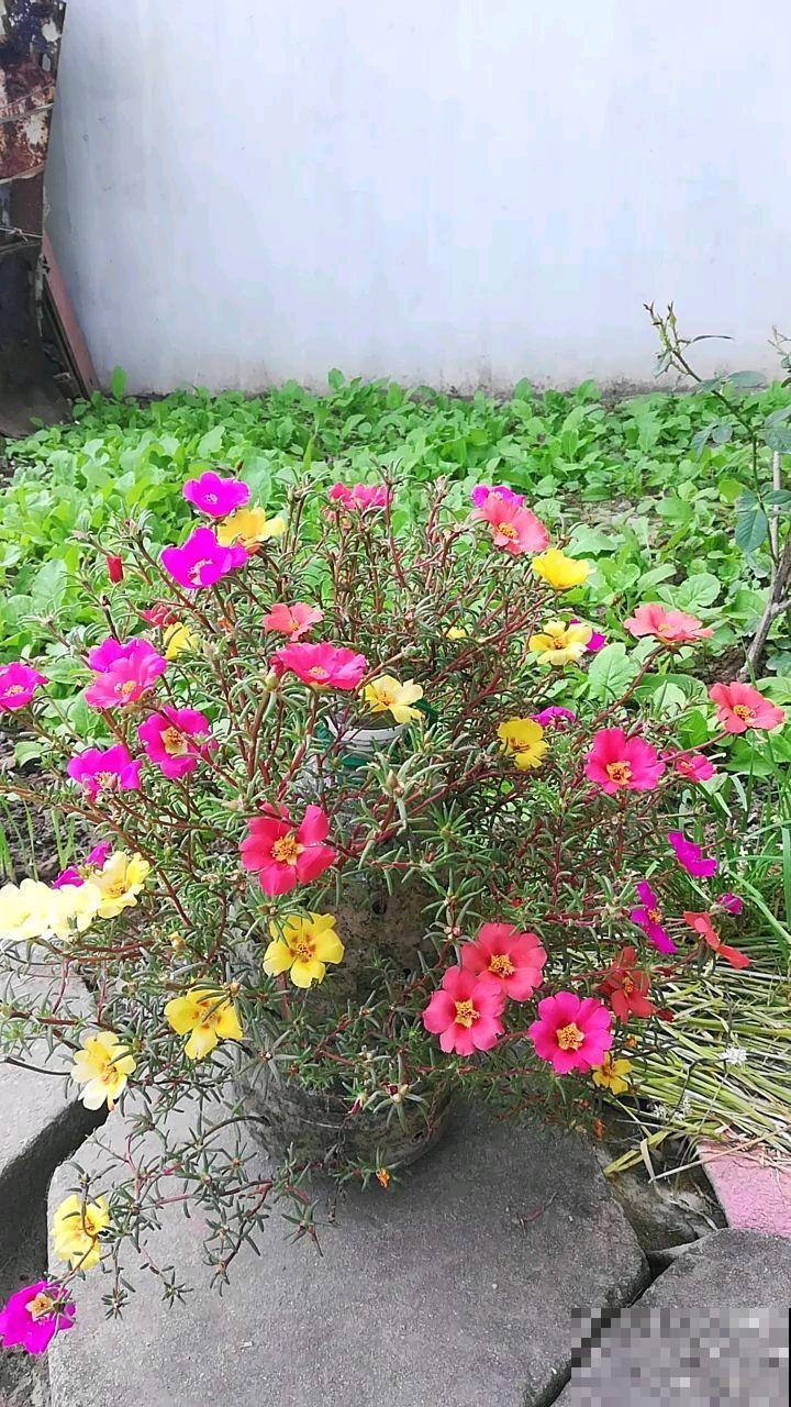 13种花，就得使劲晒，晒得越狠，开花越多