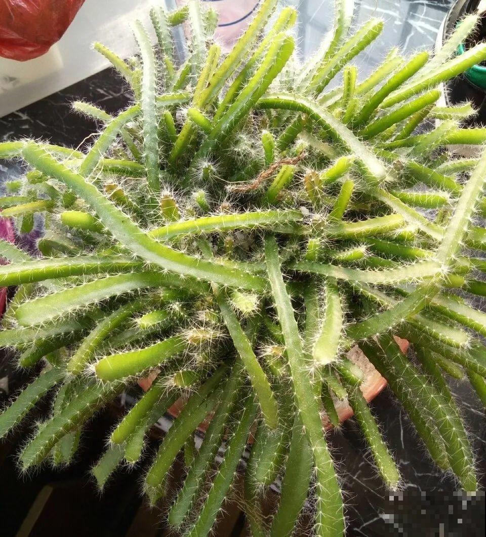 吃剩的菠萝头别扔，剪一剪种土里，结出金黄大菠萝