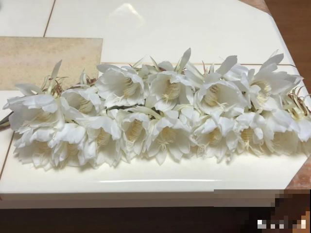玉兰花真好吃，掐一把炒鸡蛋，竟然满嘴鸡肉味