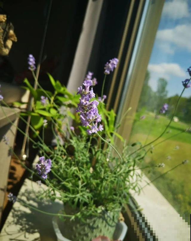 卧室别养这8种花，香得头昏脑胀，对身体有大害处！