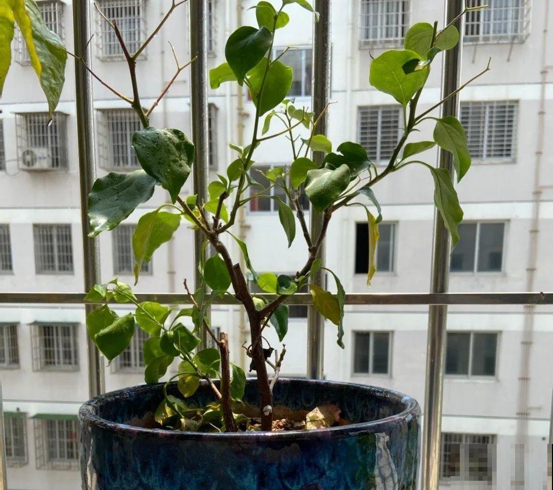 10种花，最怕换盆，换完活不过3天！