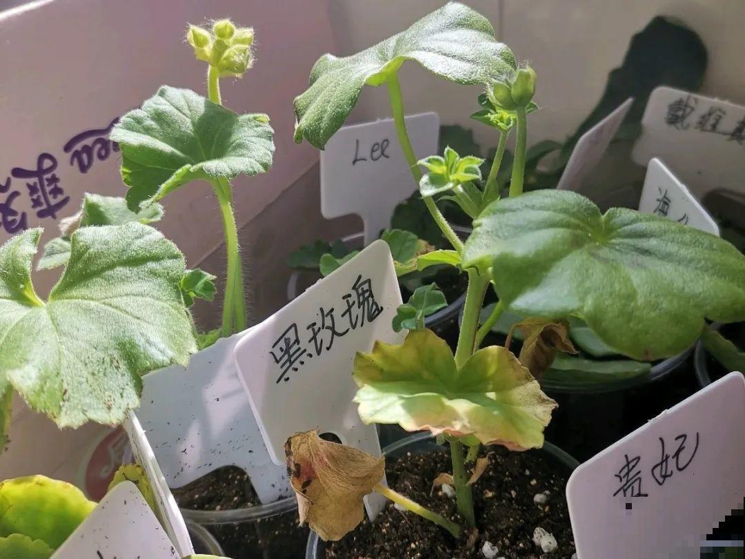 花的这个位置，千万别修剪，否则白养大半年！