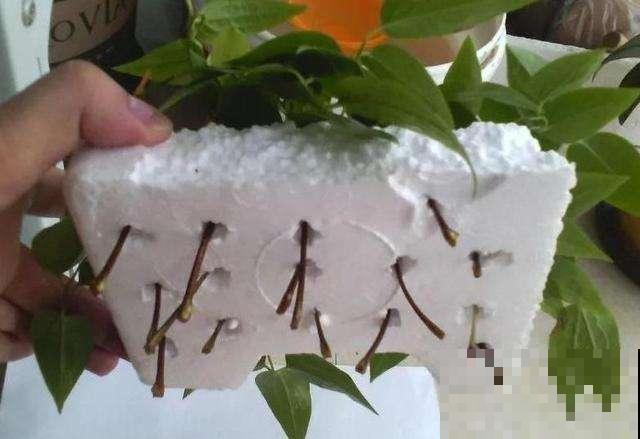 快递泡沫箱别扔，掰下一块来扦插，成活率更高！