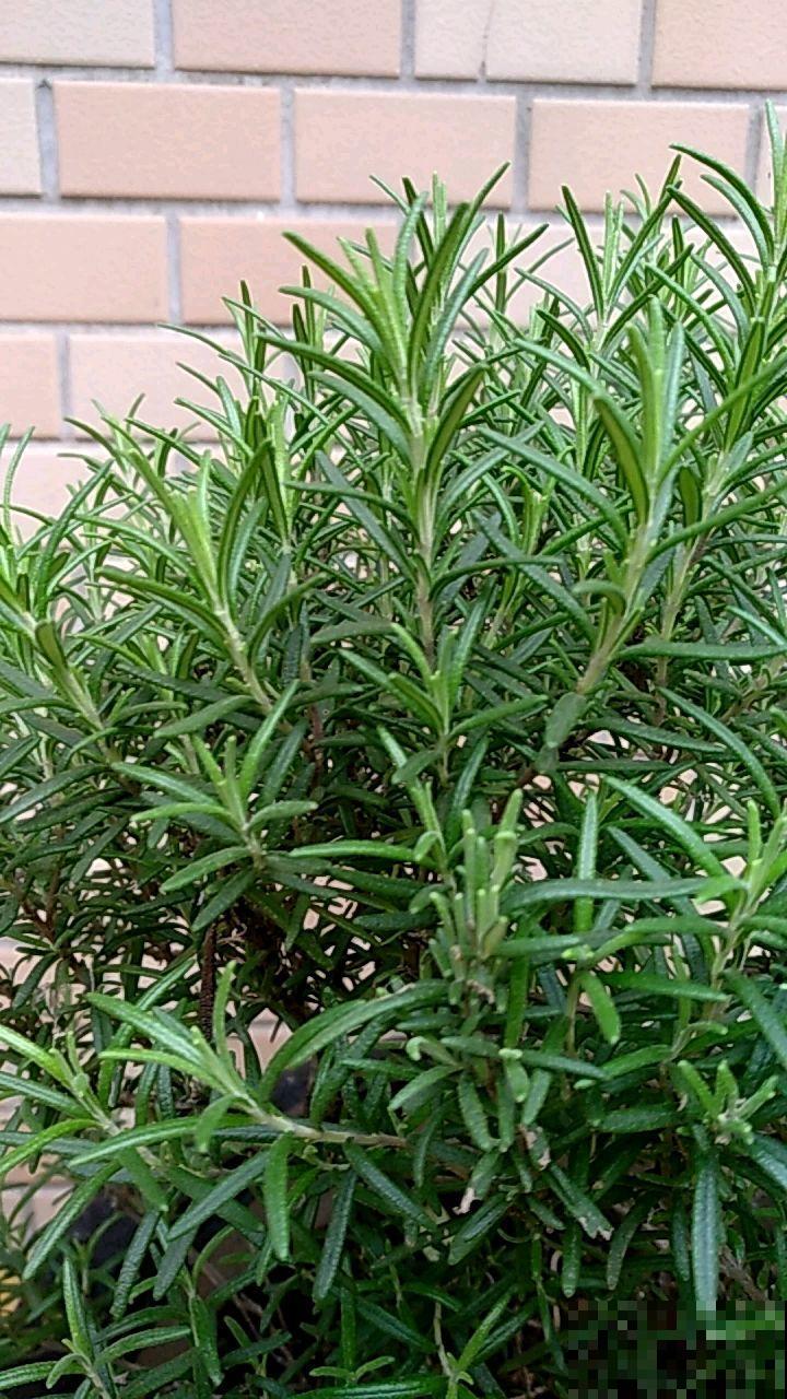 厨房就养香草花，驱蚊杀菌，叶子还能做菜吃！