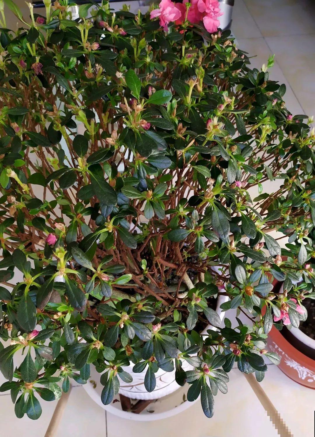 不懂花的人，开完就把花扔了，太可惜，剪一剪还能开！