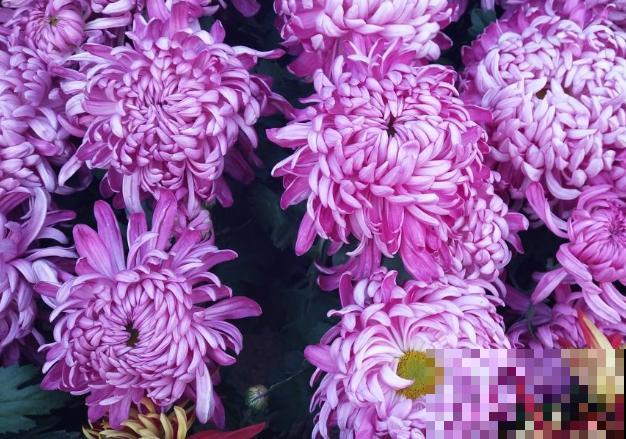 你的生日，对应的是哪种花，都进来看看吧！（下）