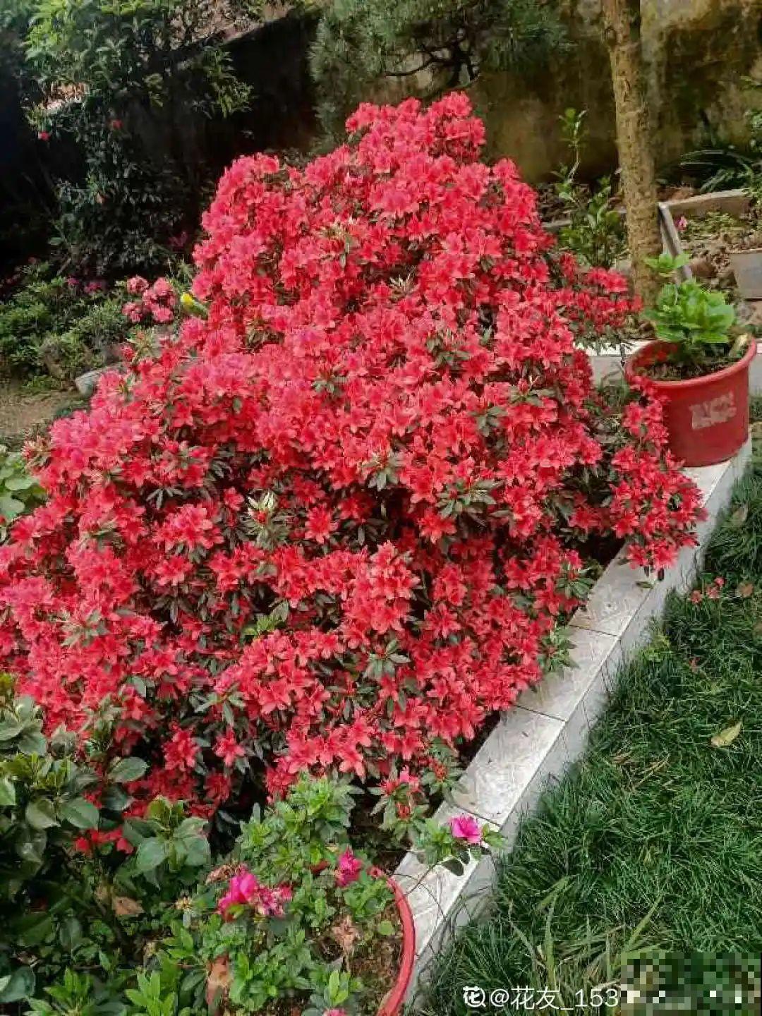 6种花种在大门口，花开一整片，镇宅又霸气！