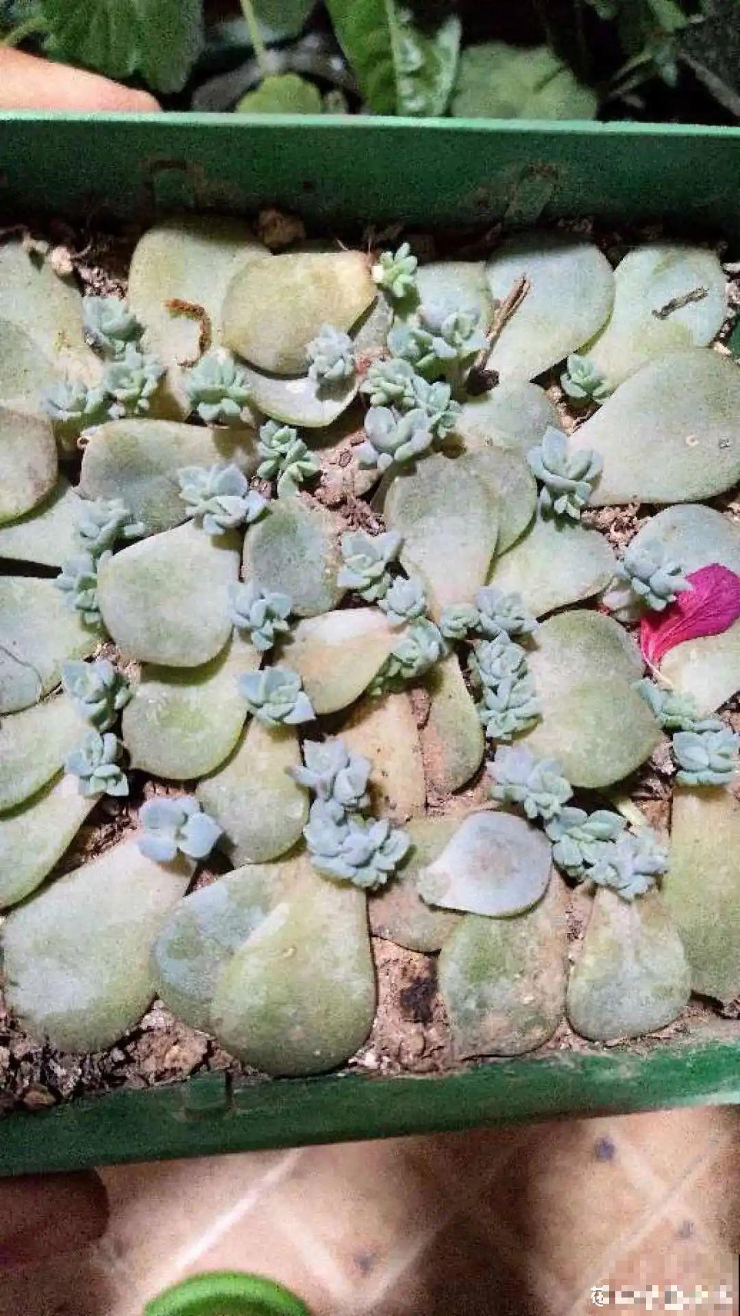 这10种花，天越热越扦插，3天冒出大白根！