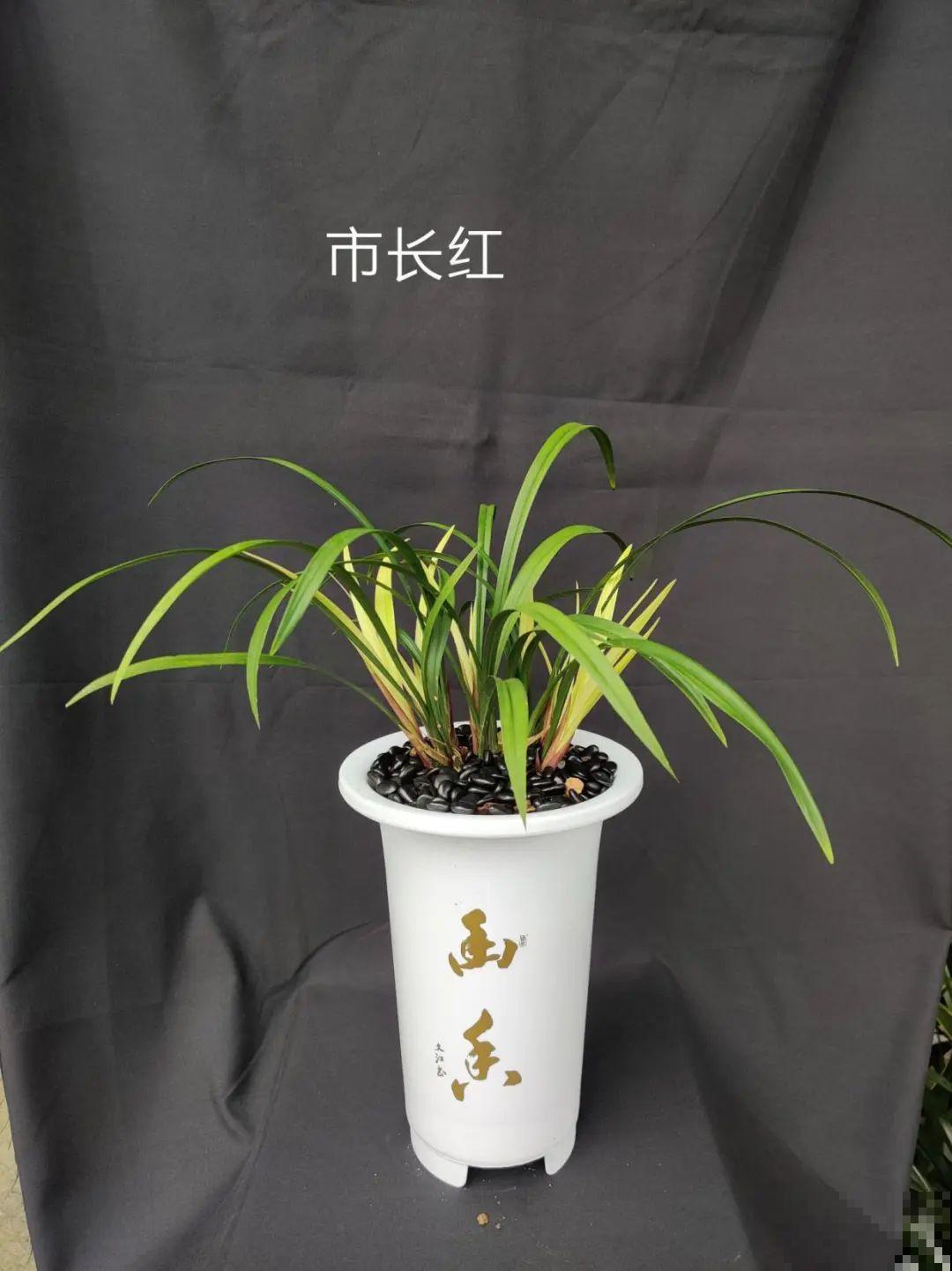 活的“香水花”，家里养一盆，有品位、气质佳！