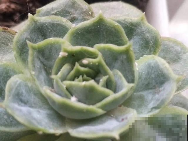 花盆旁边飞虫子，赶紧用药杀，现在用刚刚好