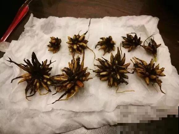 几块钱的“小牡丹”，1盆开了20朵，赚到了！