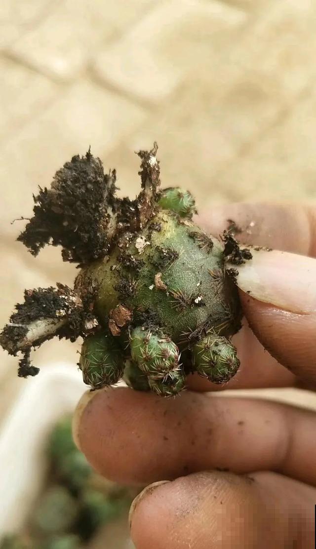 花烂根了别丢，塑料袋里捂一捂，大白根立马蹭蹭冒！