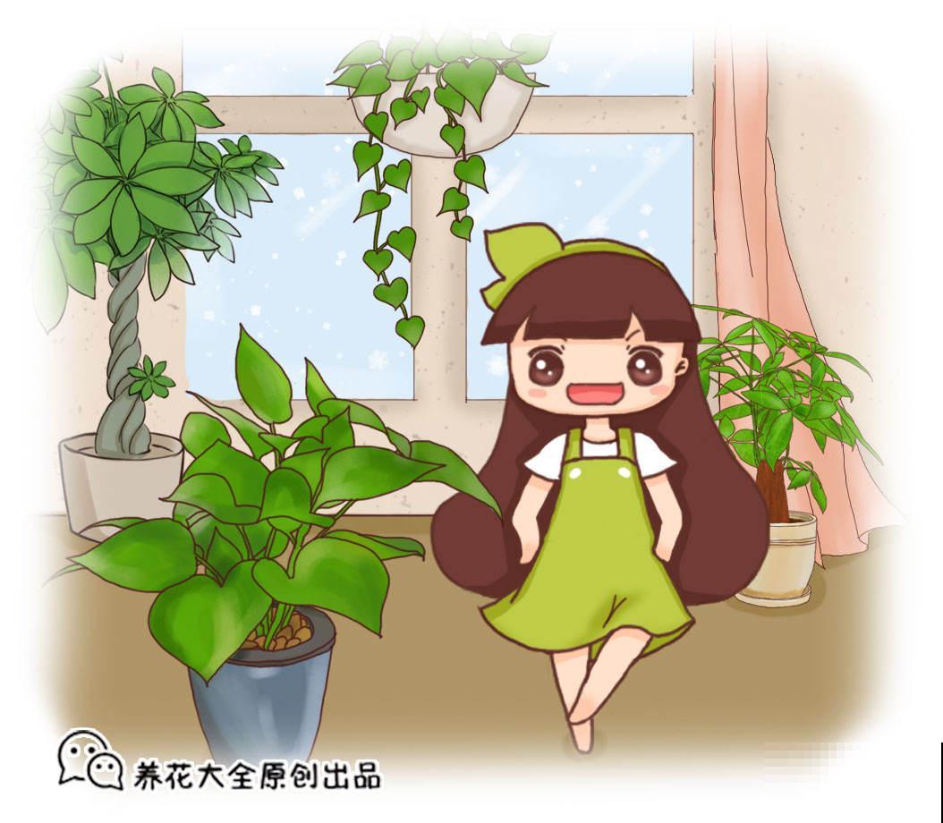 啤酒兑水擦叶子，干净得直反光，亮得好像能滴油