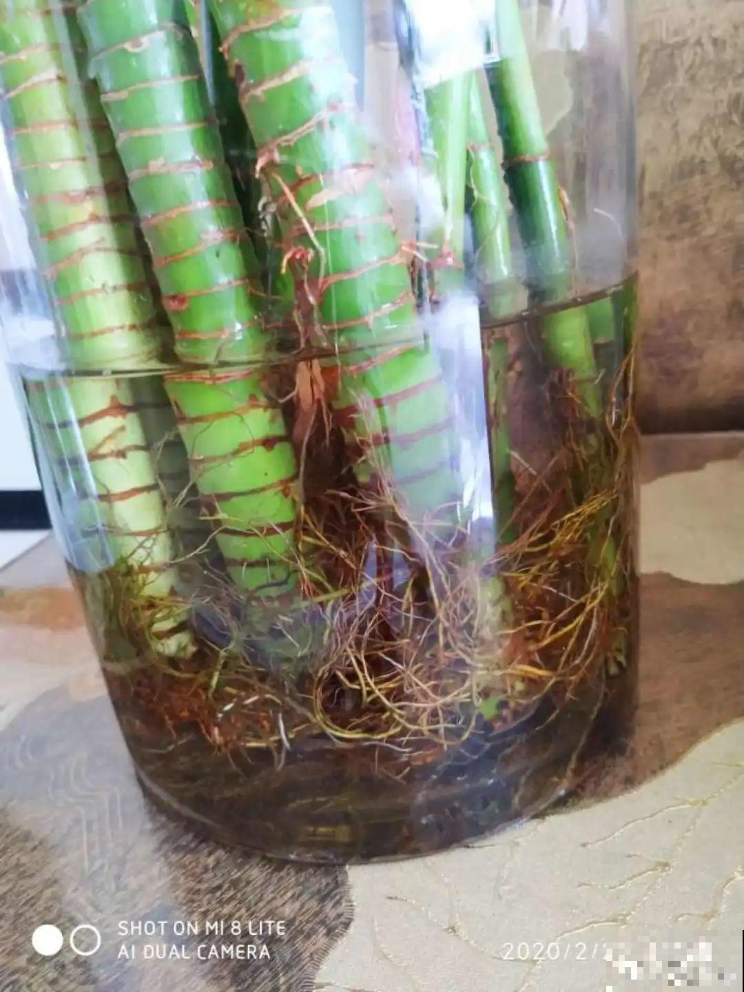 在家自制壮根水，7天浇一次，养出白胖萝卜根！