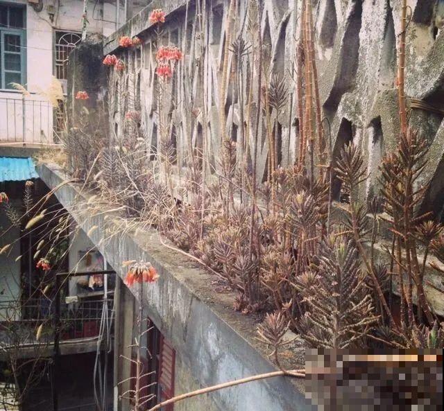 7种花，一开花就是一片花海，太震撼！