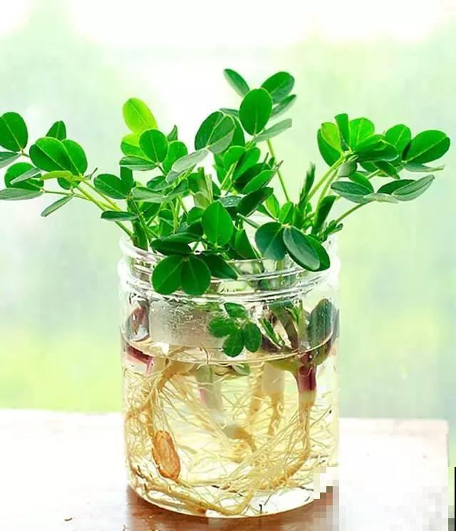 他把核桃丢水里，7天出芽，长成一棵小树苗！