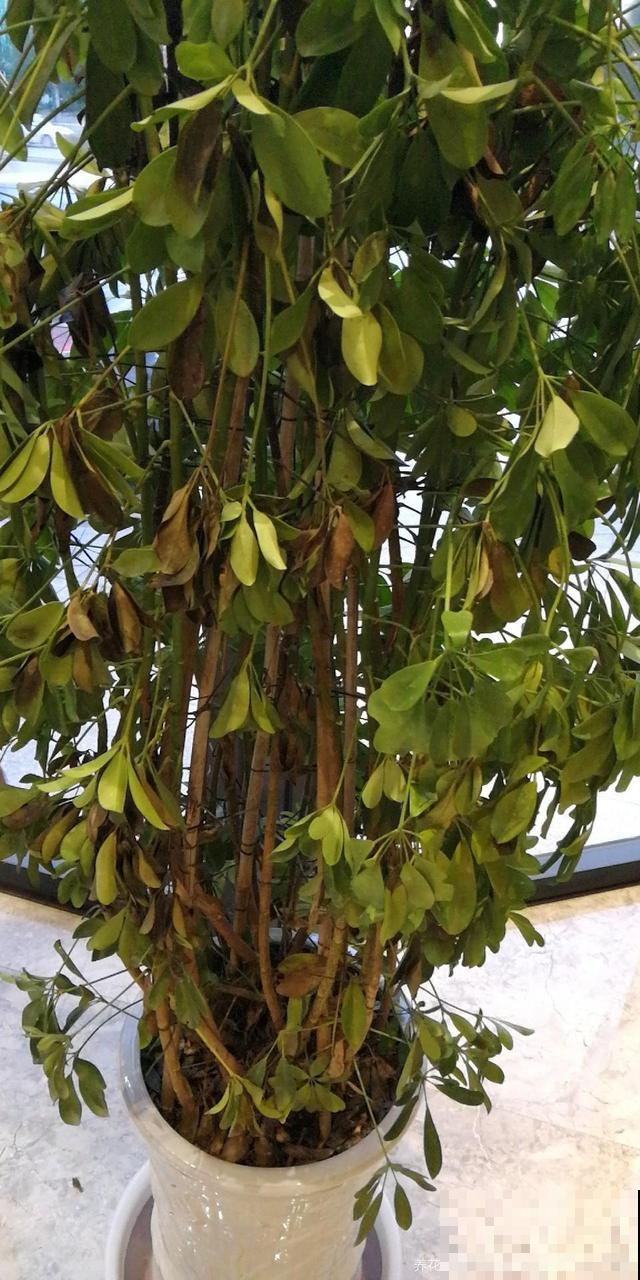 邻居在垃圾桶捡了棵巴掌大的鸭掌木，回家简单一搞，长出十多盆！
