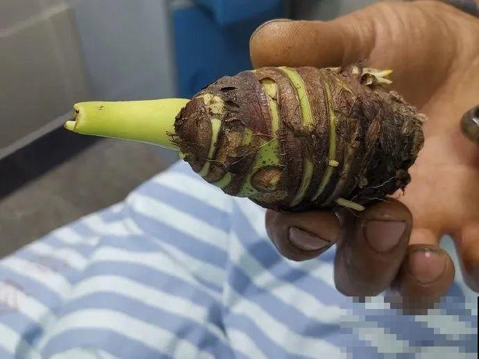 20种有毒花，看见绕道走，千万别去碰！