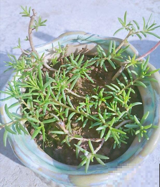 种花只长叶不开花，狠心剪一剪，呼呼长爆盆