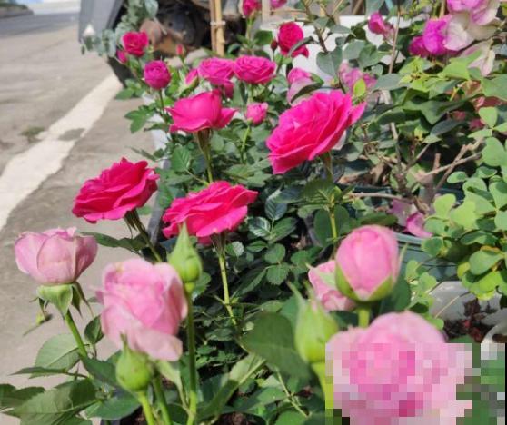 春天别买这种花，全是打药的激素苗，买来一周就死了！