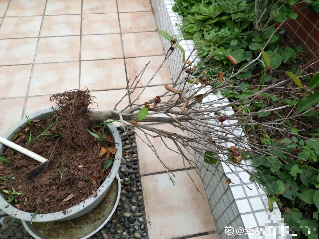 注意，绣球出现这种情况不能换盆，小心换完就死！
