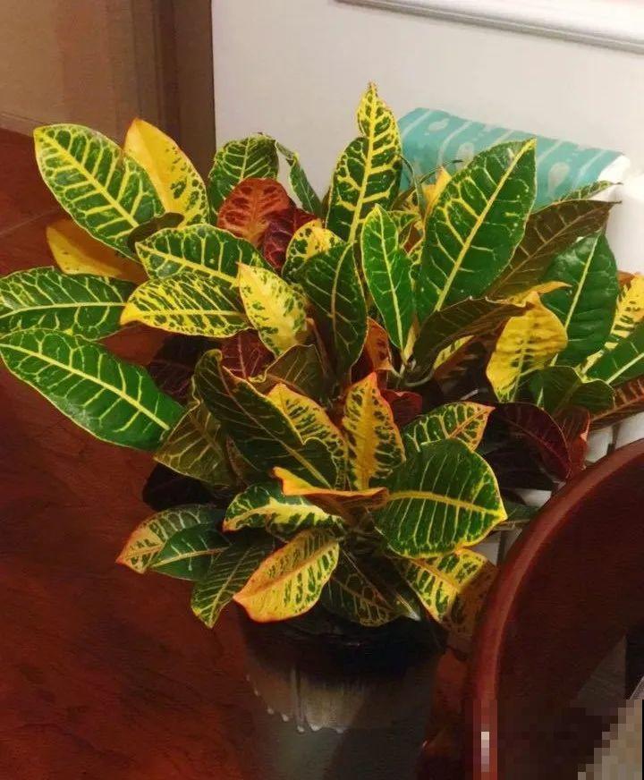 有品位的人，都爱这10种花，养一盆特有面子！