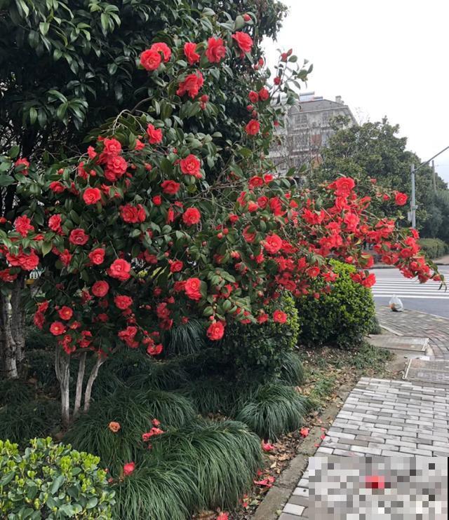 阳春三月，出门踏青，原来有这么多漂亮花！