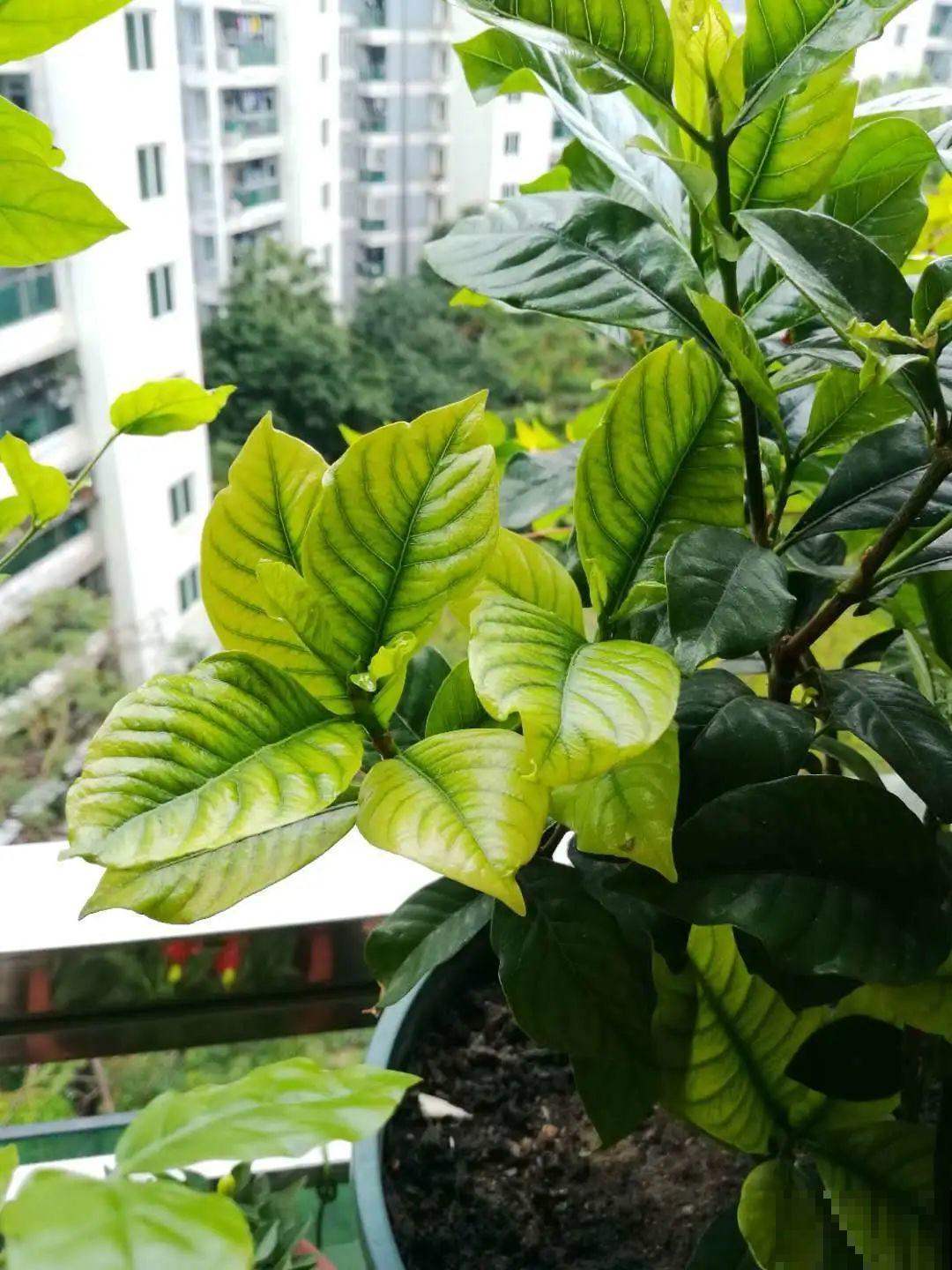 花一到春天就蔫巴，那是浇水浇少了，赶紧补水