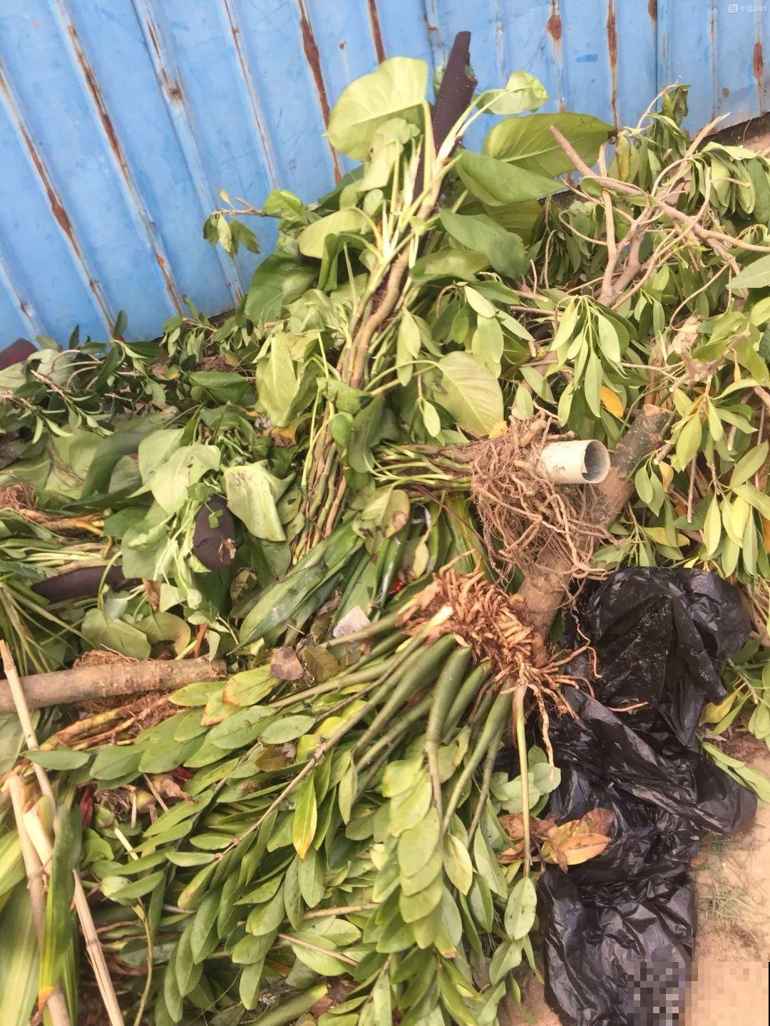 春天路边逛一遭，全是养花宝贝，赶紧捡回家