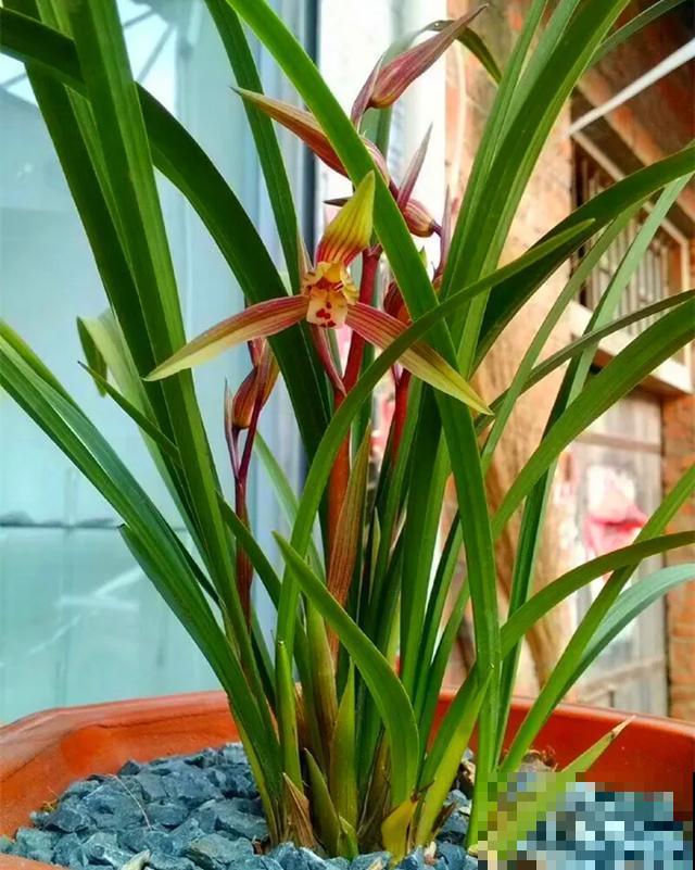 6种兰花，一开花香飘满屋，越养越值钱！