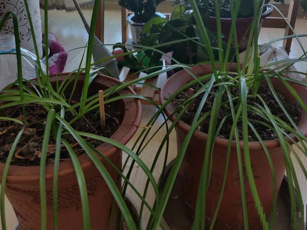 10种花，最怕换盆，换完活不过3天！