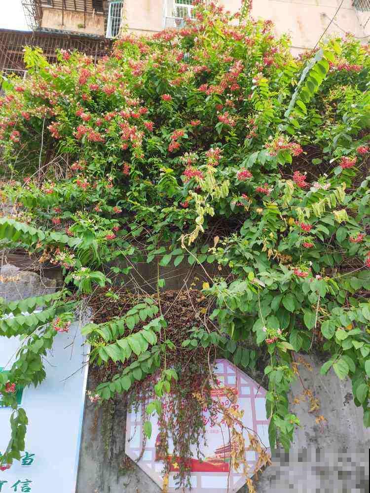 使君子这植物听过吗？绝对是花中美人，一开花倾倒万千花友！
