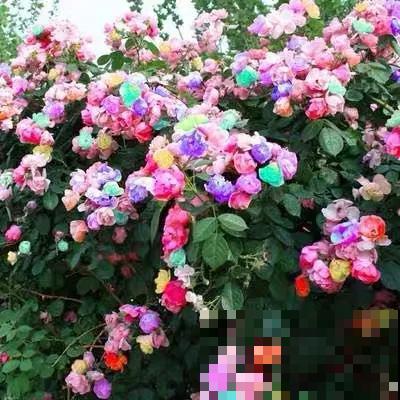 春天买花要注意，6种花千万别买，都是骗人的！