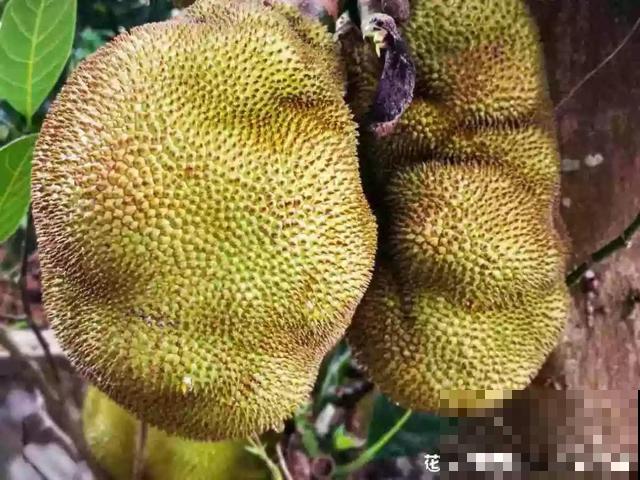 6种植物不按套路生长？你吃的水果，就是这么长出来的！