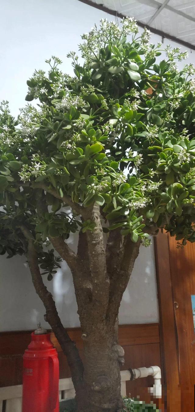 6种花能养成巨无霸，摆在家门口，路过的都称奇！