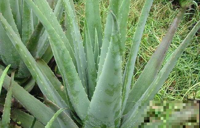 原来这些芦荟可以吃，切开挖一勺汁液，敷在脸上能美容！