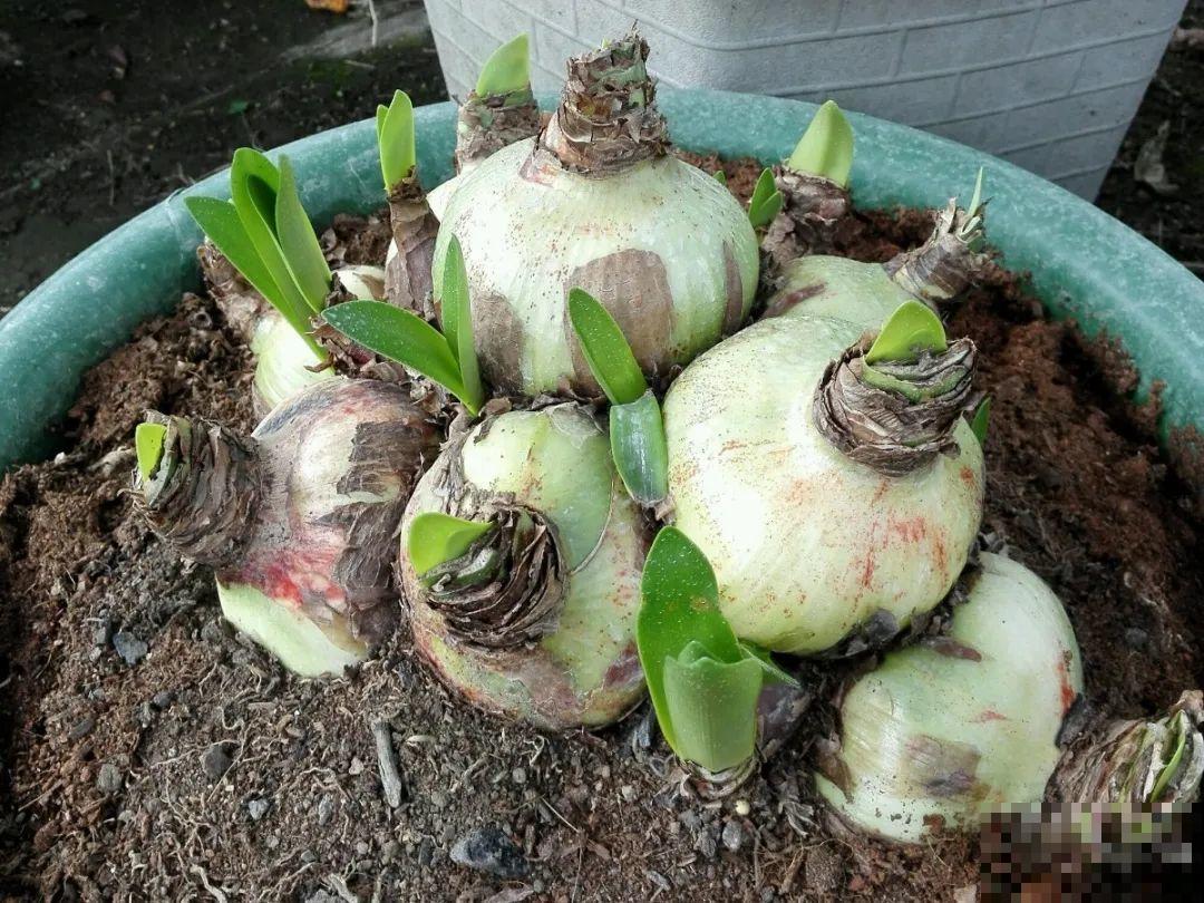 8种花，开完花别急着丢，剪一刀还能继续开