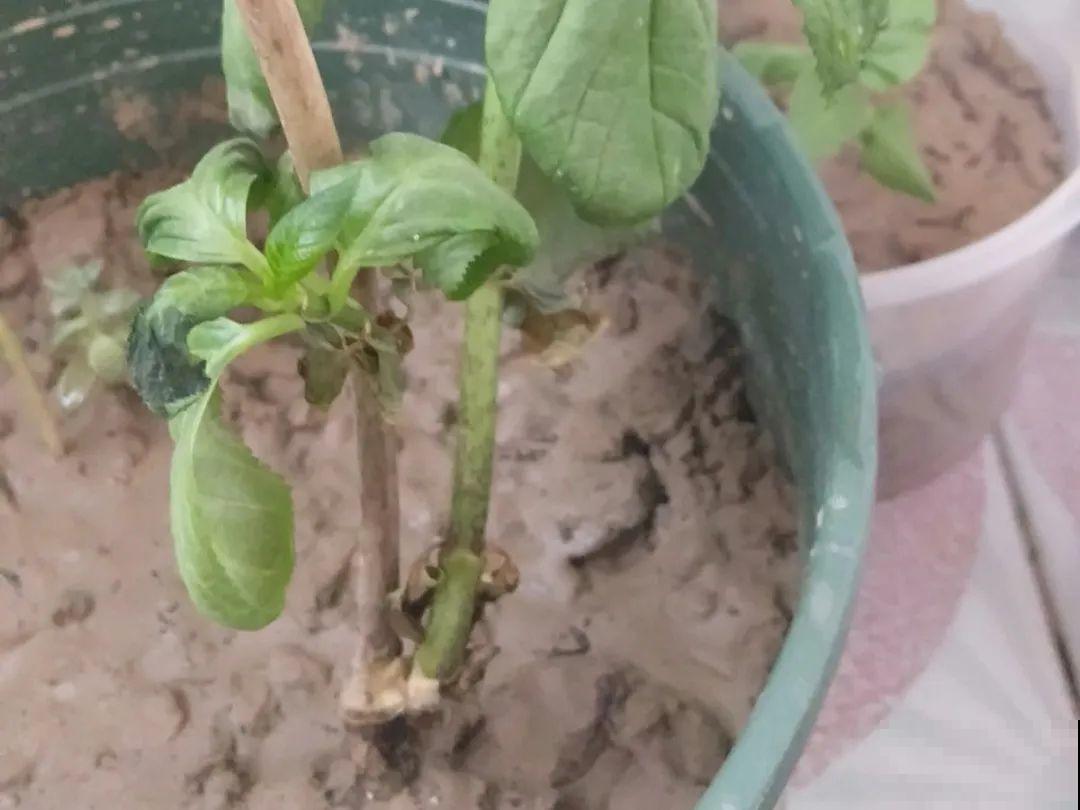 10种花，最怕换盆，换完活不过3天！