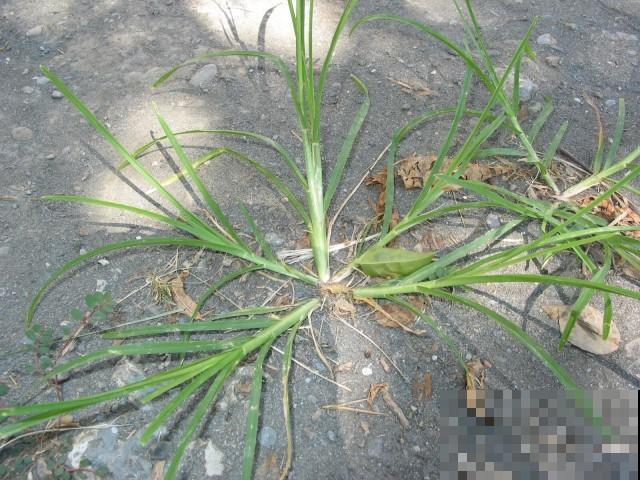 小时候见的“6种”野草，就是不知道叫啥名，看完你就记住了
