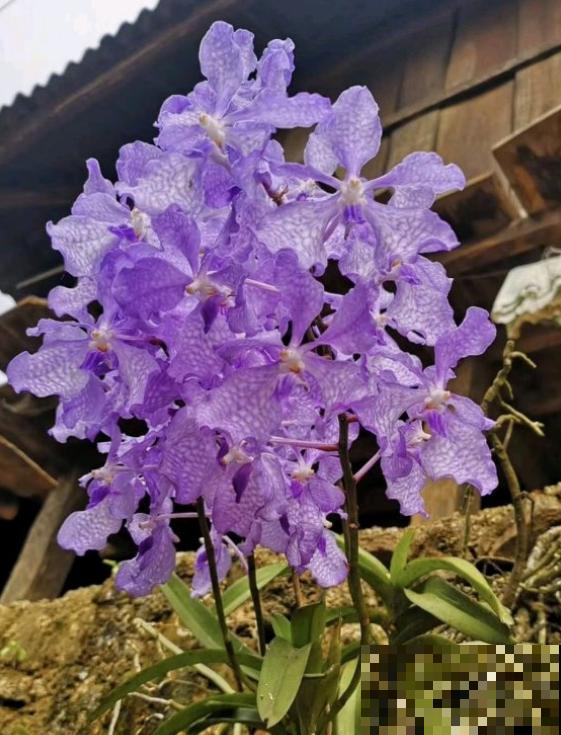 6种珍稀兰花，高贵优雅、价值不凡，见过一种就很厉害了！