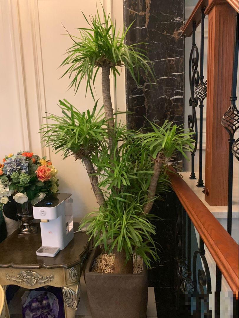 办公室的花盆栽棵龙血树，霸道大气，彰显你的显贵身份！