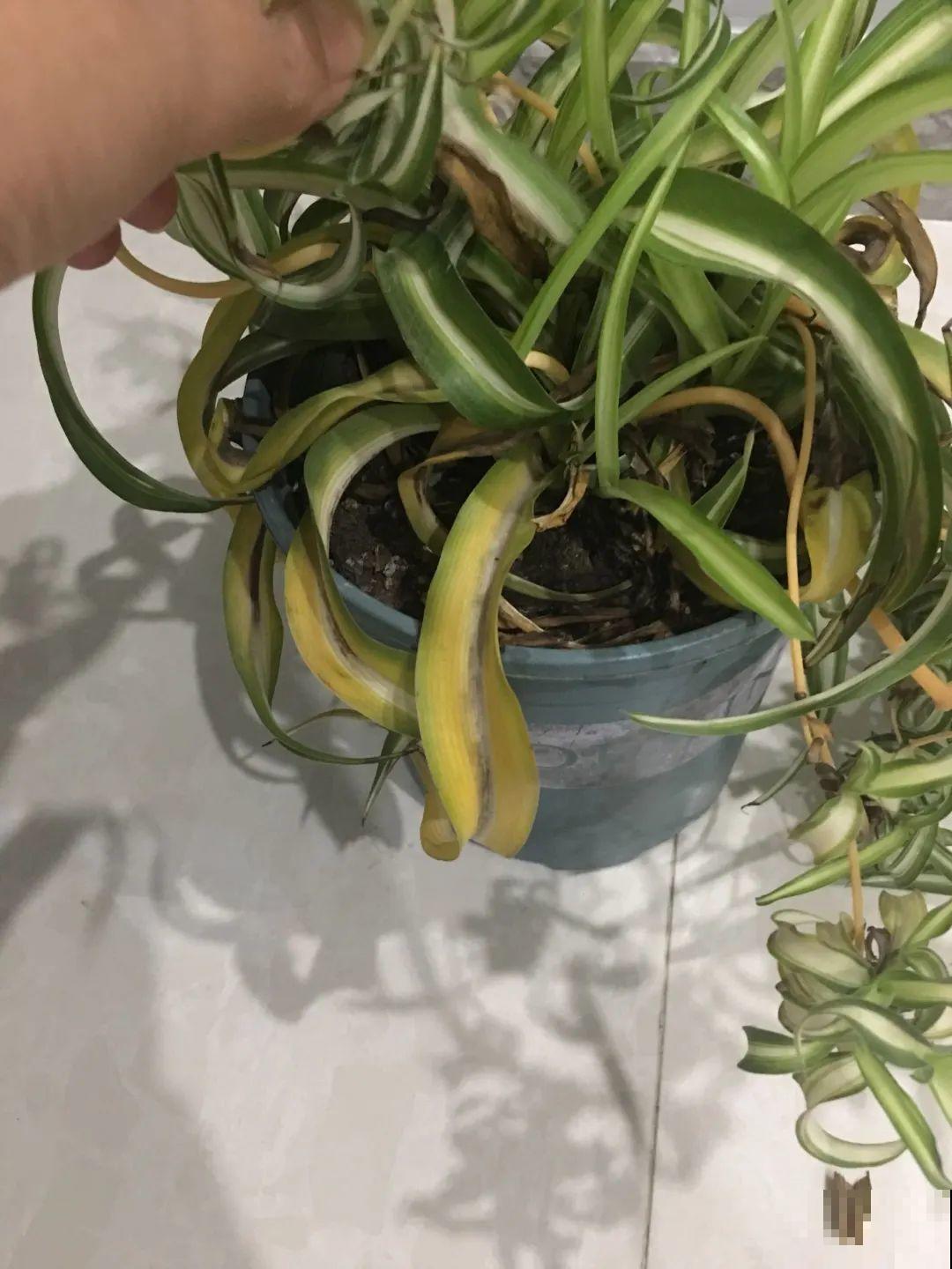花一到春天就蔫巴，那是浇水浇少了，赶紧补水