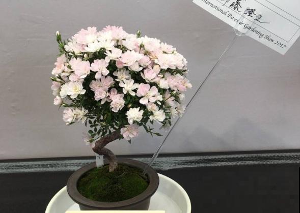 老桩盆景月季，少有人见过，比普通月季贵几十倍！
