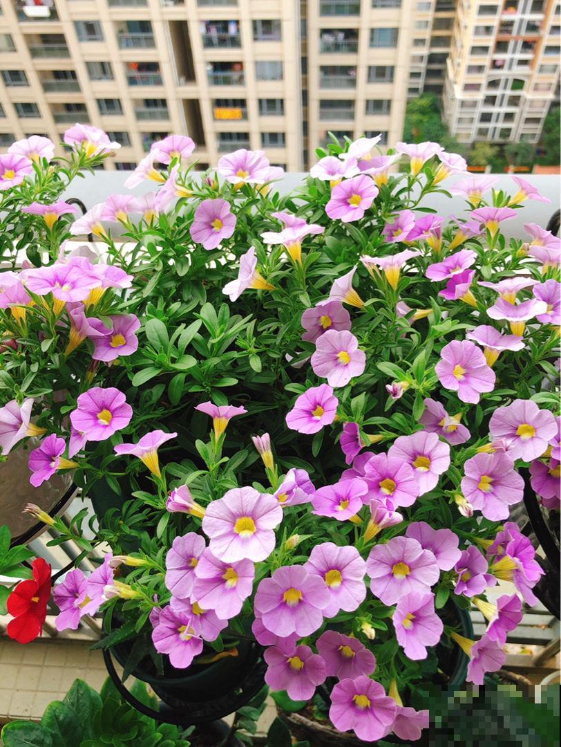 4种适合养在阳台上的花，太阳一晒，花开满盆
